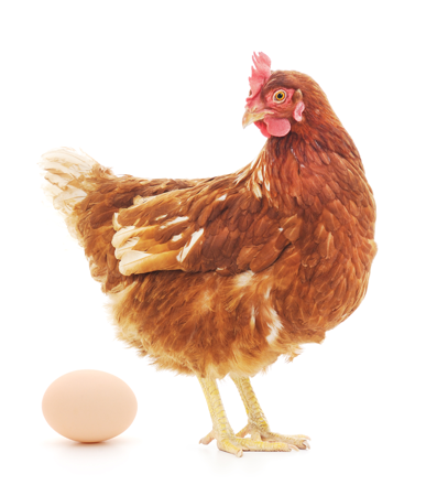 De kip en het ei